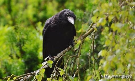 烏鴉築巢|烏鴉(雀形目鴉科幾種鳥類通稱):形態特徵,棲息環境,生。